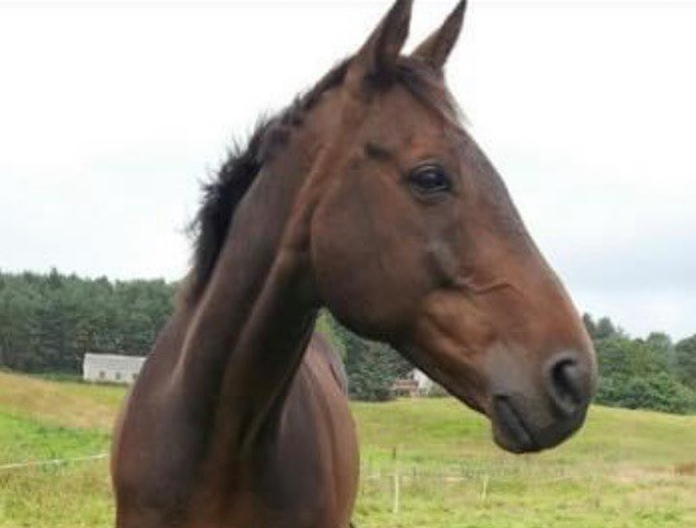 Dettori