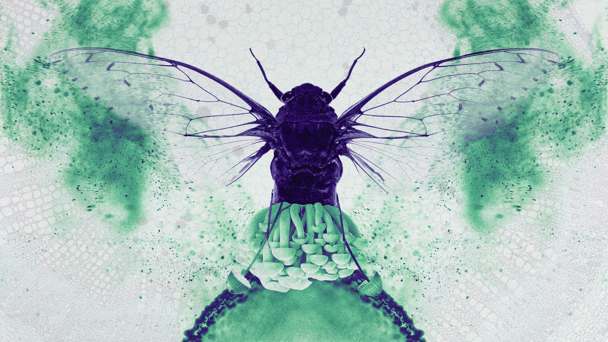 Cicada-Geddon: der Pilz, der Insekten wie „Zombies“ bekämpft