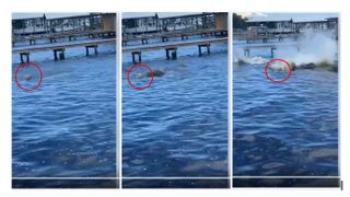 Three splits screens show a dog swimming in the sea. The third frame shows a huge wave created as the manatees are startled