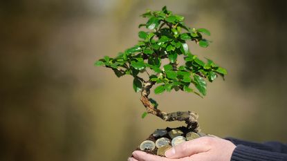 Growing a money tree in the palm of your hand