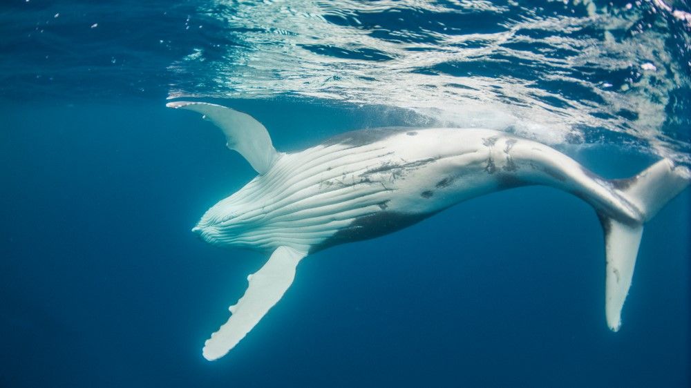 Rare gray whale spotted in South Florida, likely swam from Pacific