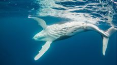 A humpback whale calf plays near the ocean's surface off the coast of Tonga.