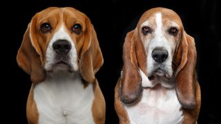 Beagle and basset hound on black background
