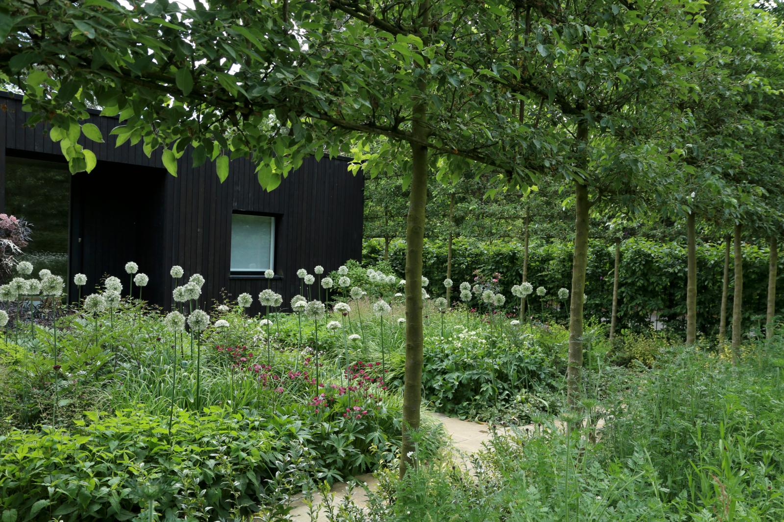 An example of how to landscape a backyard showing trees planted in a line with green flowerbeds below
