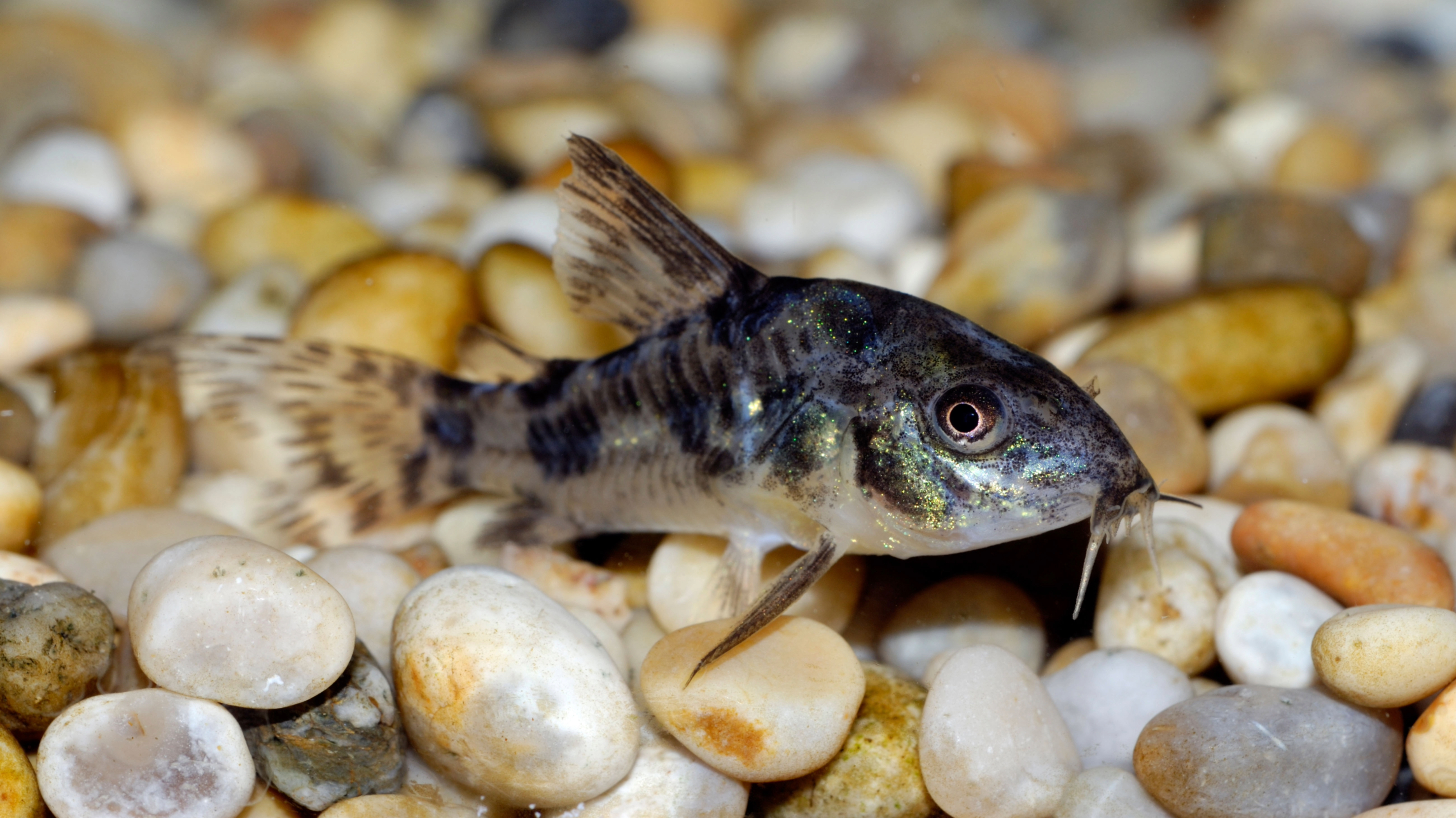 Cory catfish
