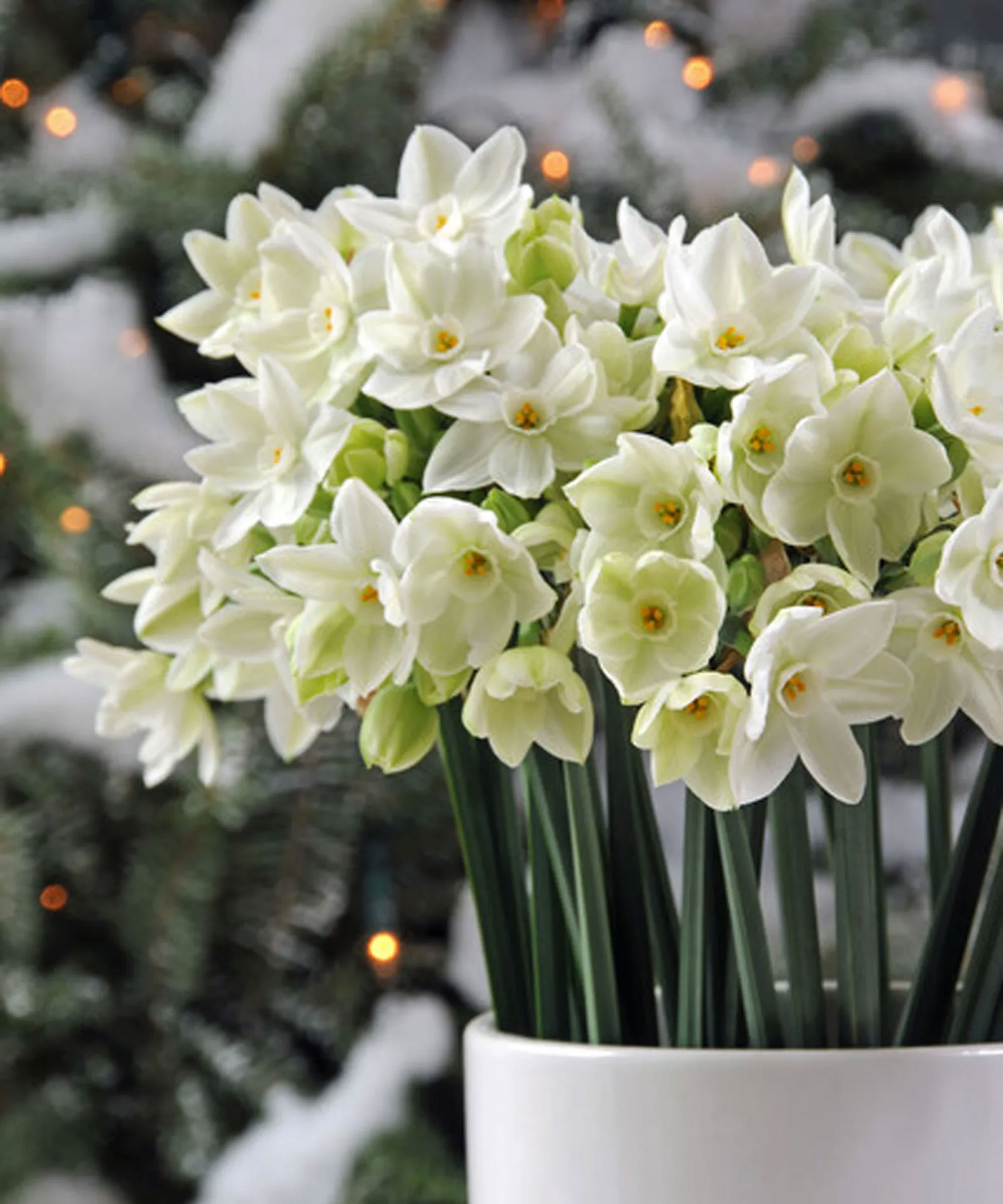 Narcissus paperwhite bulbs planted up in a white ceramic pot for Christmas