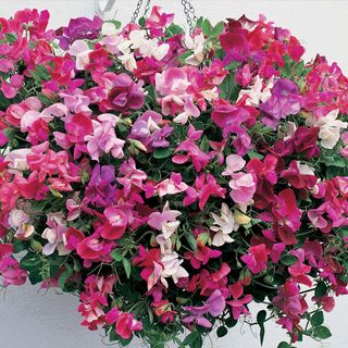 Shades of pink and white Sweet Pea hanging flower basket on white wall