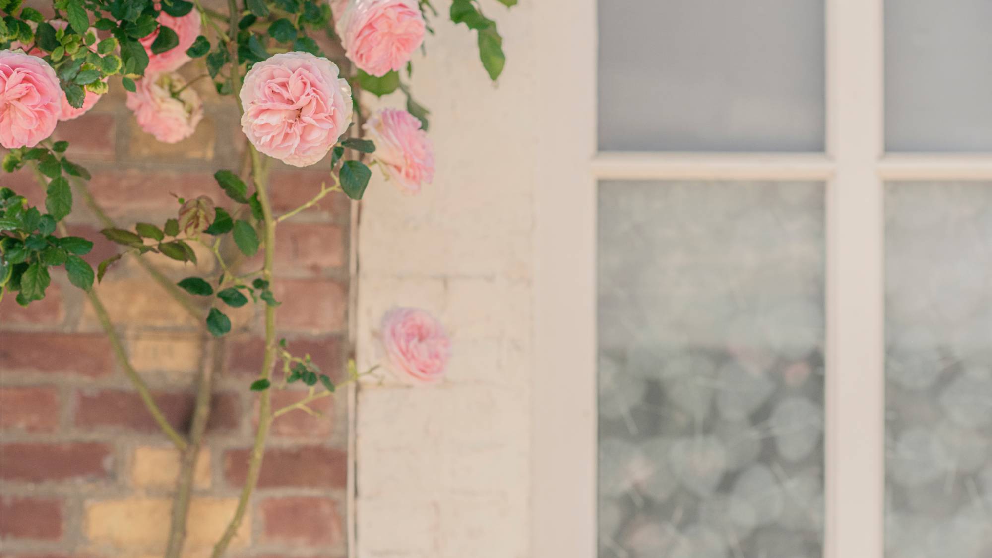Rose growing near window