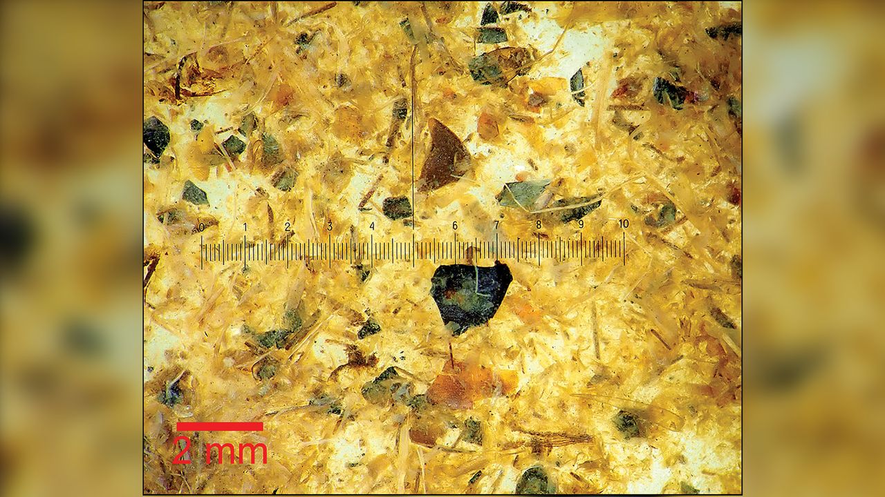 A magnified photo of Tollund Man&rsquo;s gut contents.