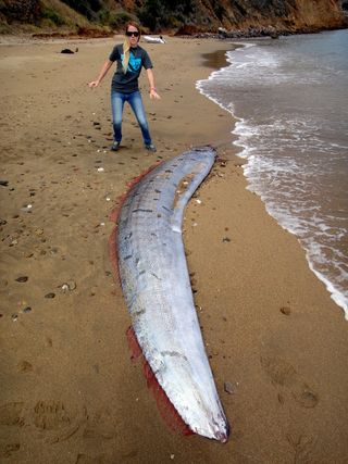 An oarfish that washed ashore on Catalina Island on June 1, 2015.