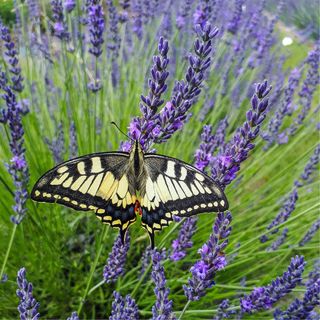 Lavender plant