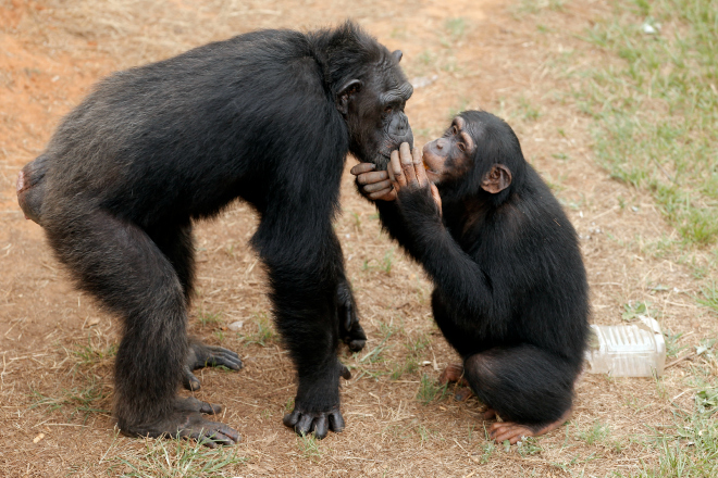 chimpanzees, chimp haven, lab animals, animal testing, chimp retirement