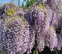 Wisteria sinensis 'Prolific' at Thompson &amp; Morgan