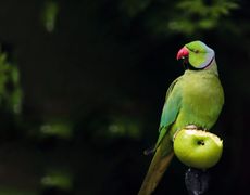 Parakeet eating an apple