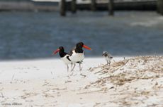 oystercatchers are shorebirds who nest on the open beach