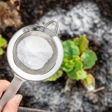 Selective focus on person's hand holding sieve with flour, using it to deter garden pests from blurred salad plants on background.