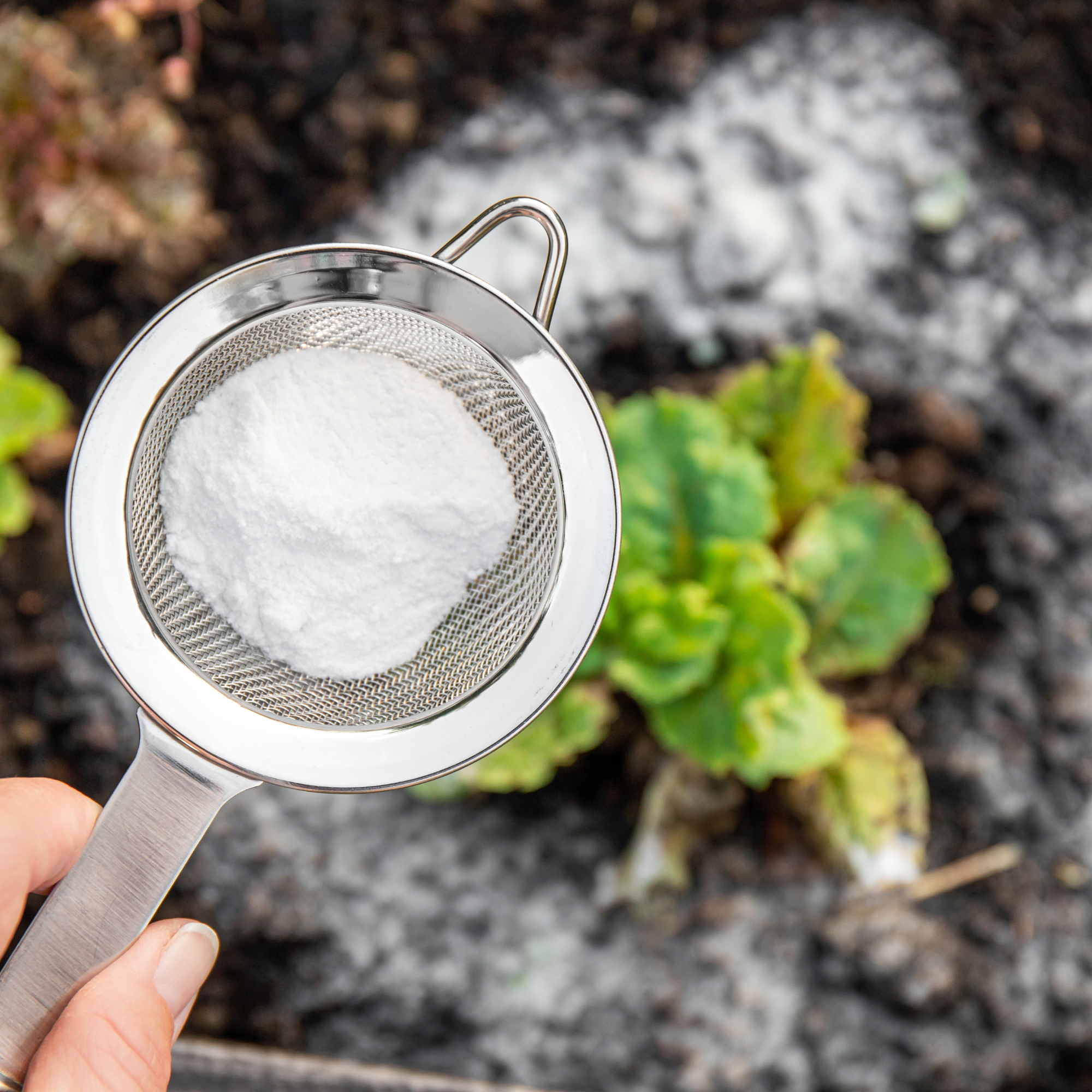 Selective focus on person's hand holding sieve with flour, using it to deter garden pests from blurred salad plants on background.