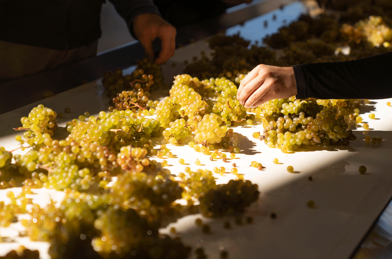 Chardonnay harvest 2026 Pyramid Valley
