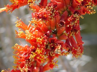 Sonoran Desert blooms