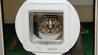 A grey cat about to pop his head through a microchip cat flap