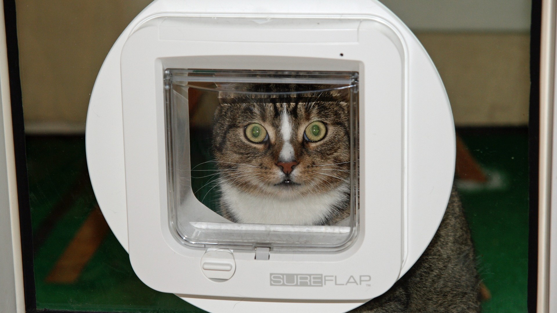 Infrared shop cat flap