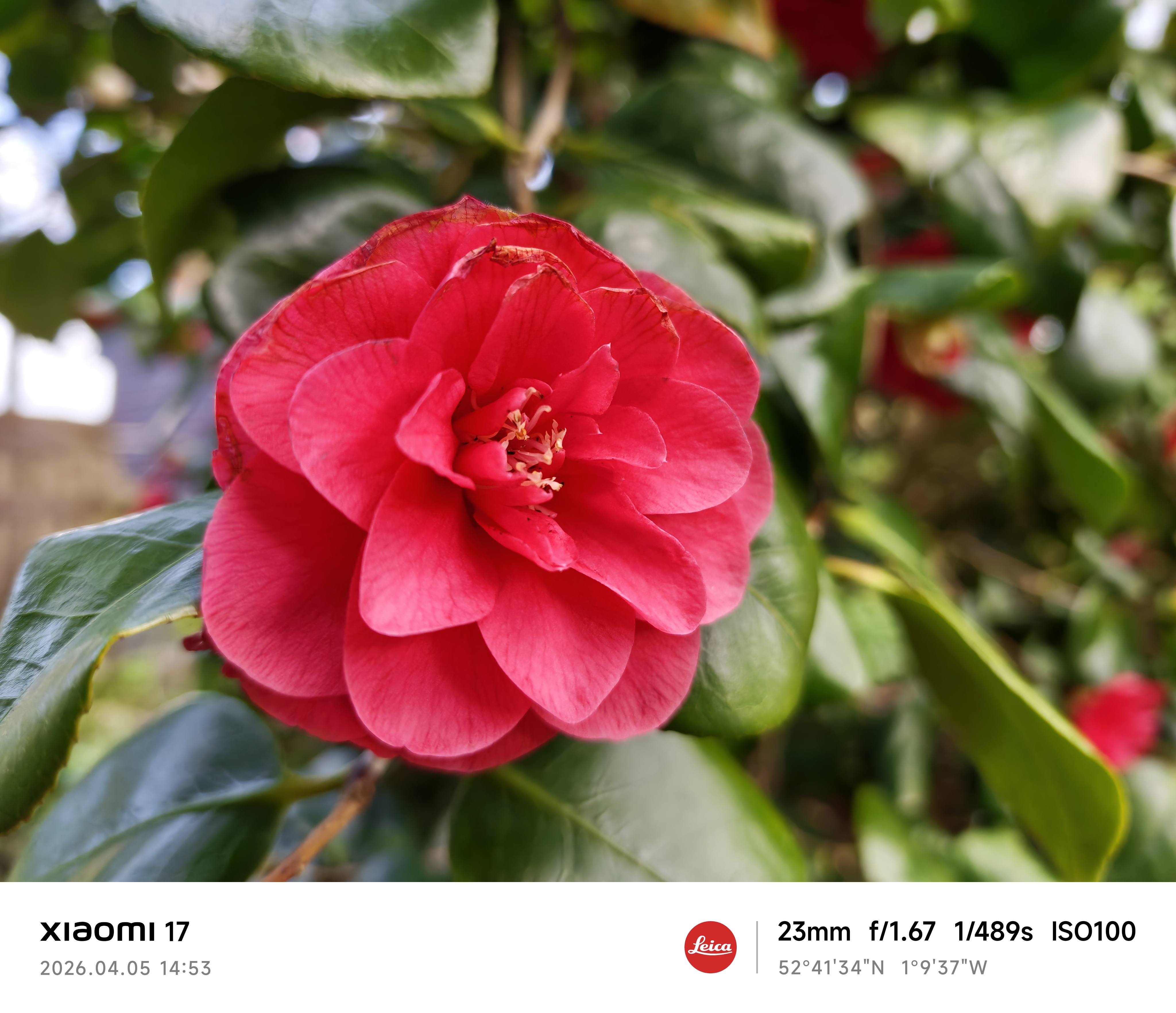 Xiaomi 17 sample photo