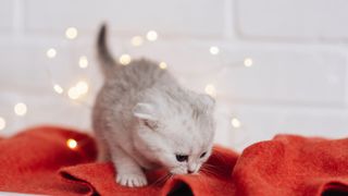 A kitten on some red felt with fairy lights in the background