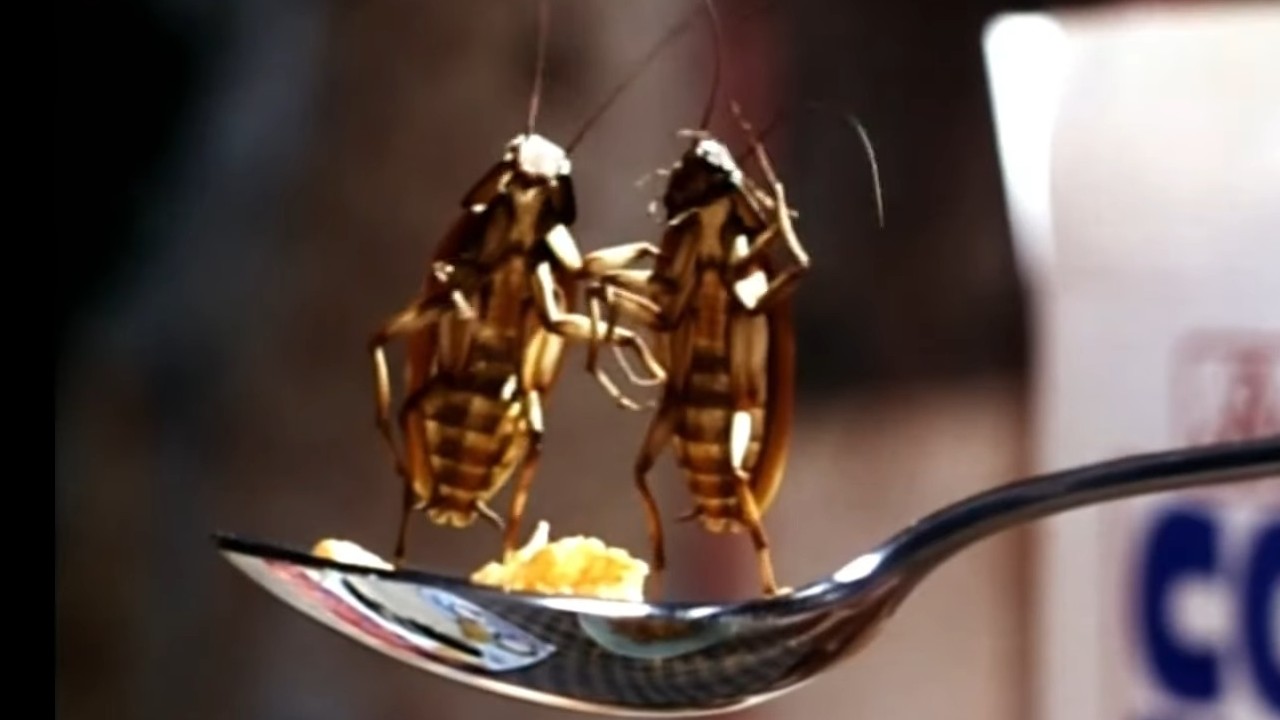 Cockroaches standing on a spoon in Joe's Apartment