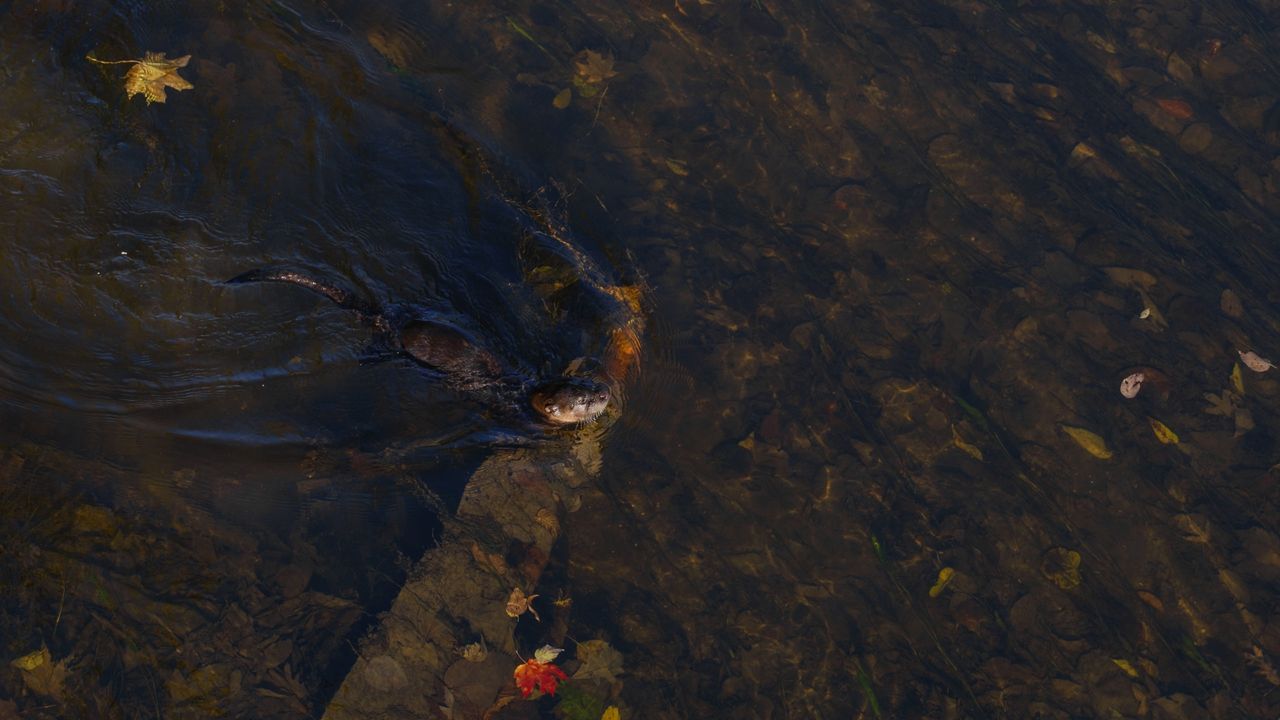 A North American River Otter catching fish in a river