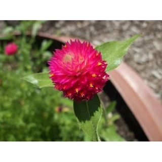 50 Globe Amaranth Mix Gomphrena Globosa Mixed Colors Amaranthus Flower Seeds