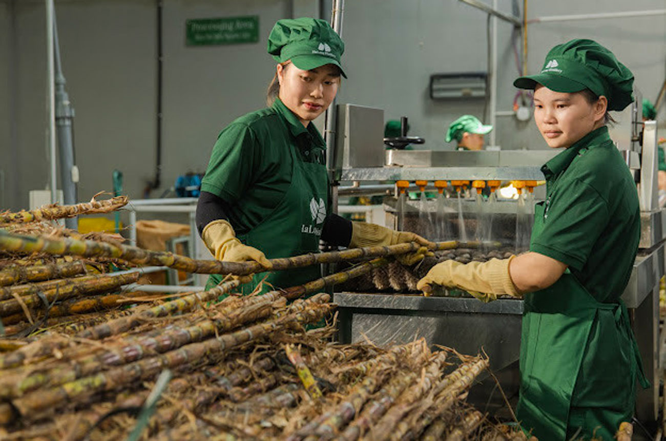 Workers process sugarcane at HaLong Distillery in Vietnam