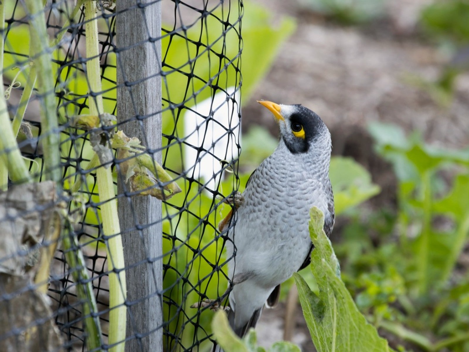 Different Uses For Bird Netting In The Garden