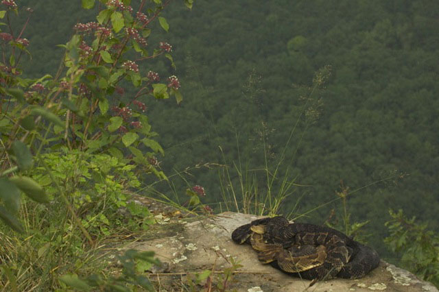 Females in the rookeries often cluster together in groups of six or more, as do snakes at basking sites.