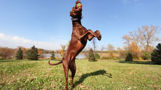 Best dog and cat names — brown dog catching ball