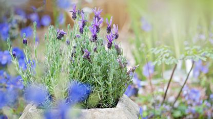 A close up shot of lavender - French Lavender