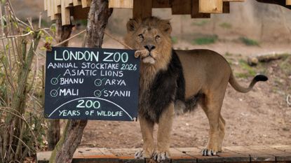 London Zoo Lion next to a sign during stocktake