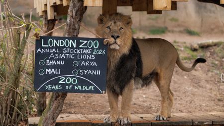 London Zoo Lion next to a sign during stocktake 
