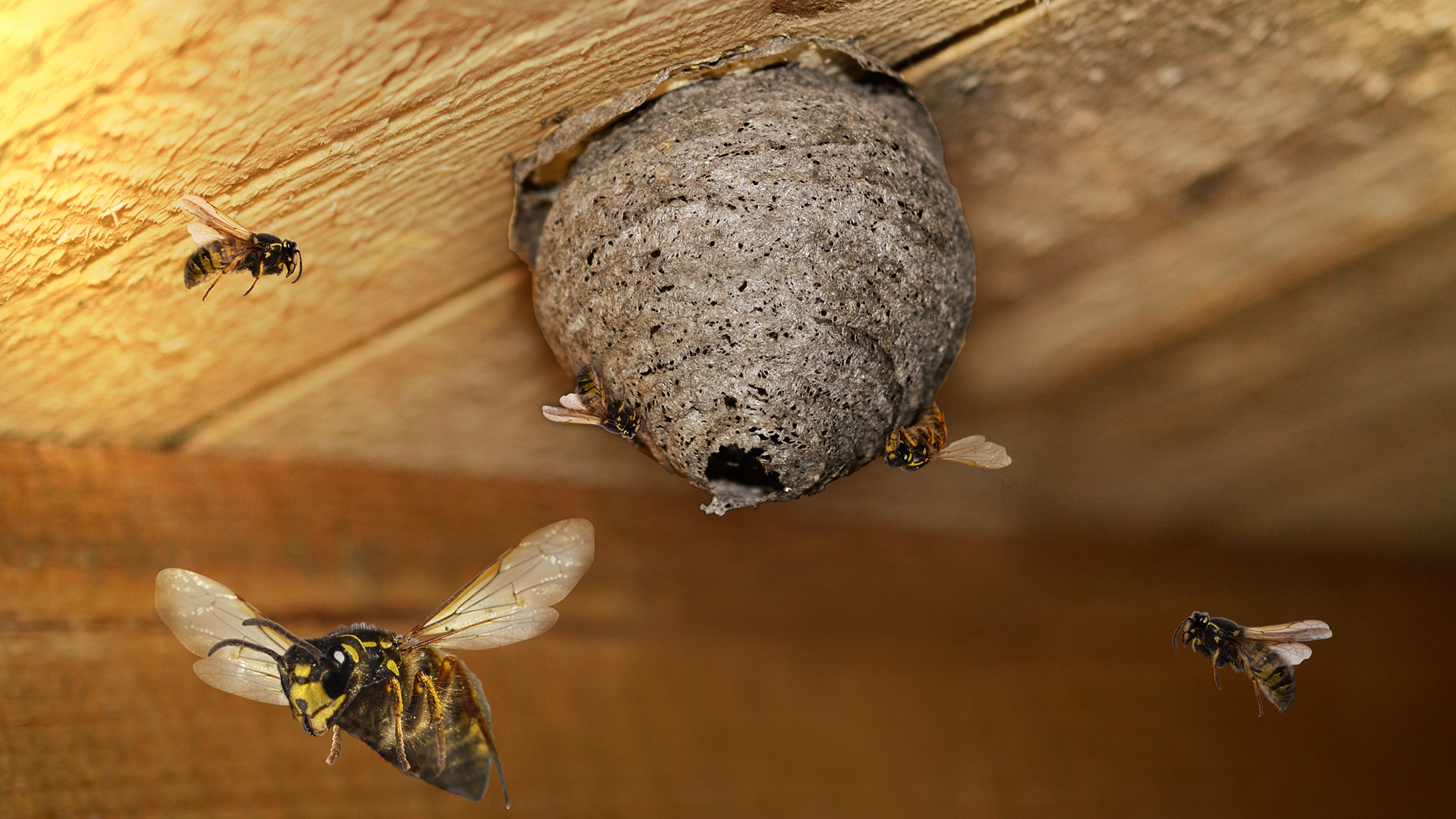 Wasps nest