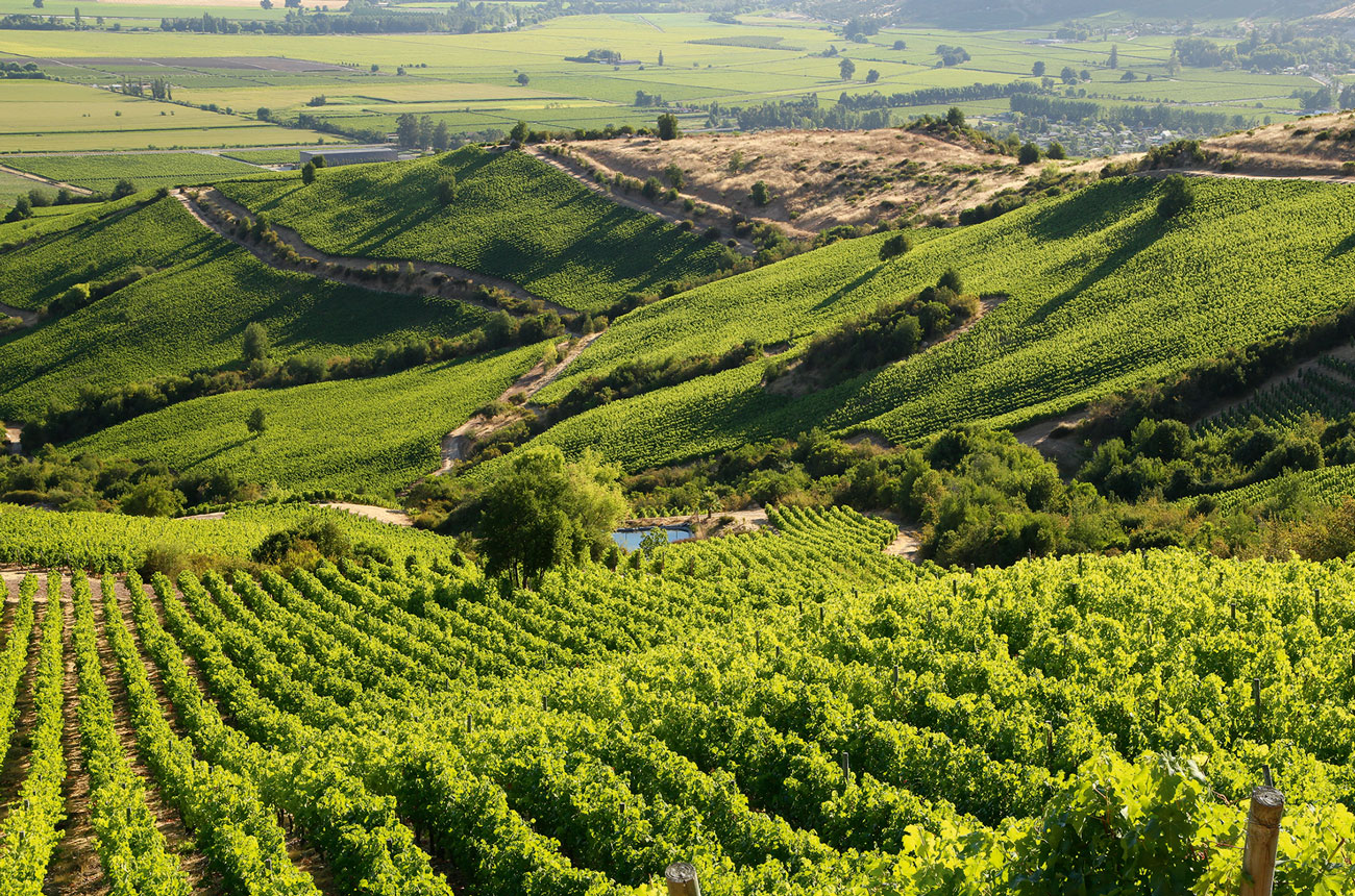 Apalta vineyards