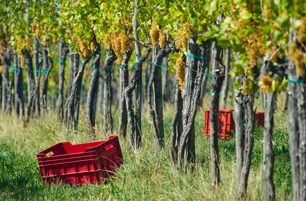 Edi Sim&amp;#269;i&amp;#269; vines