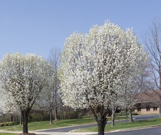 Bradford pear, or Callery pear, with white blossom in spring