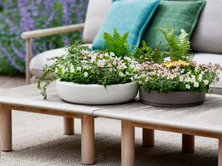 Petunias, Nemesia and osteospermum in pots on garden table