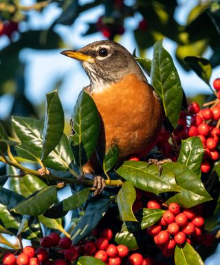 American robin in holly tree