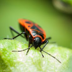 Boxelder bug on leaf