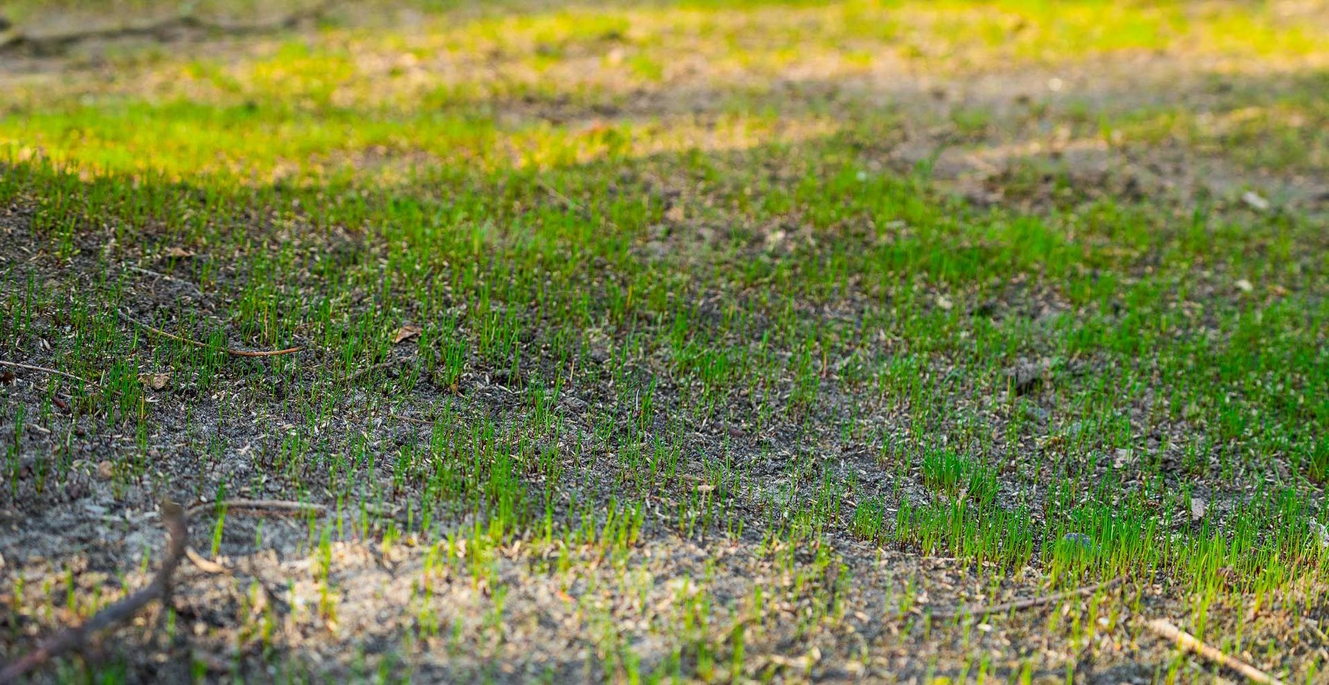 Sowing grass seed in autumn