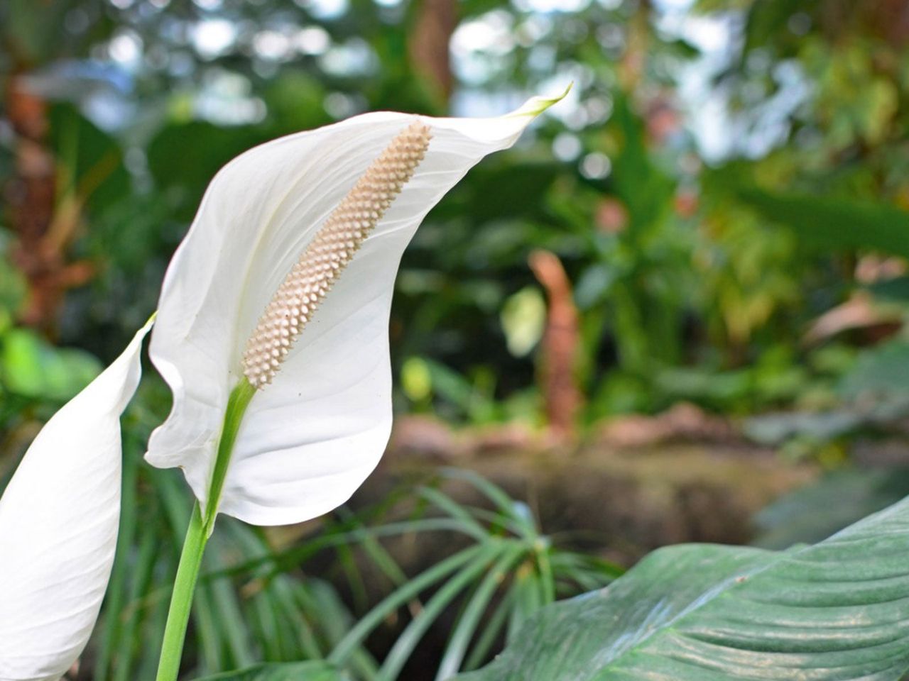 peace lily