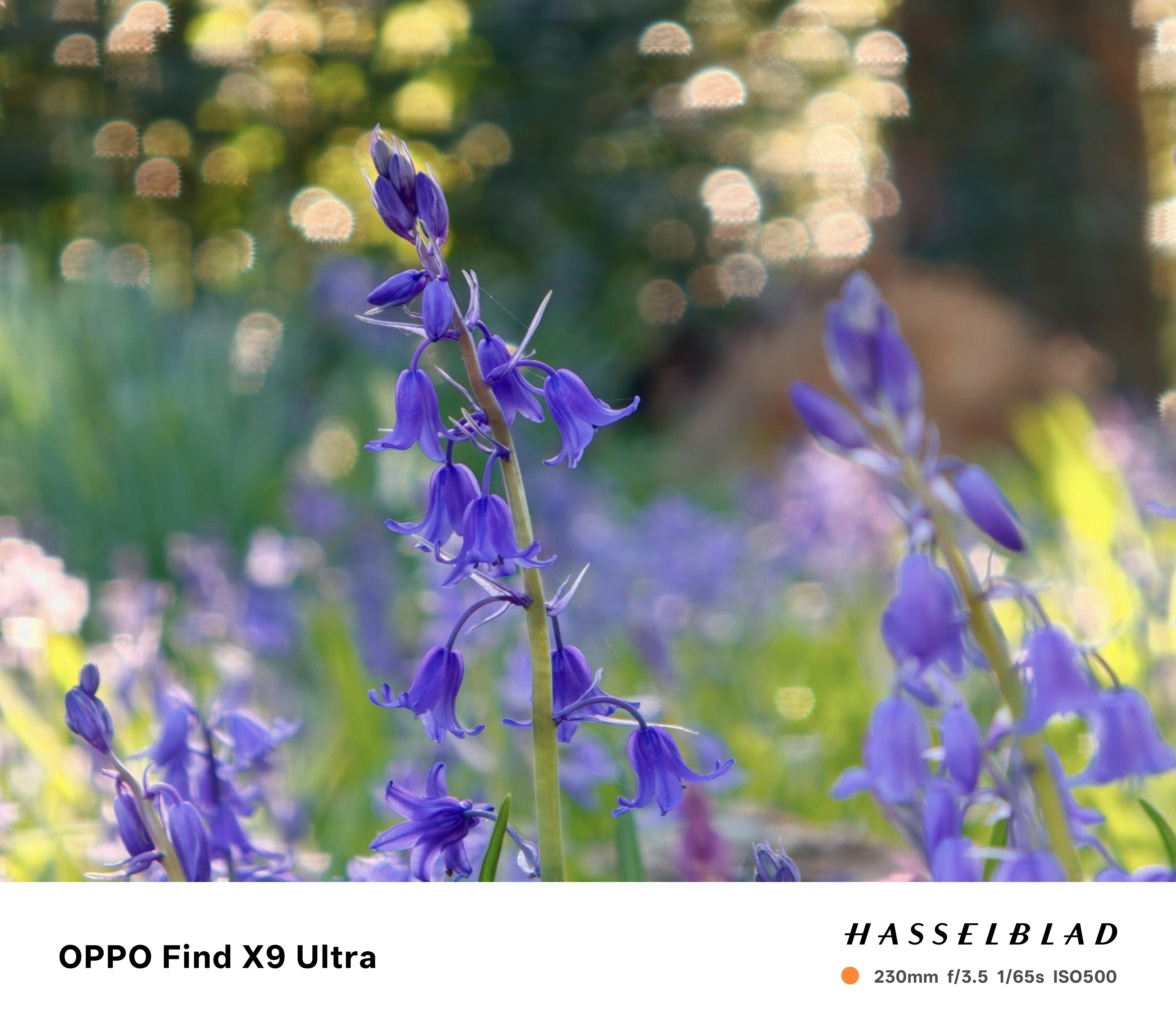 Bluebells in warm evening light