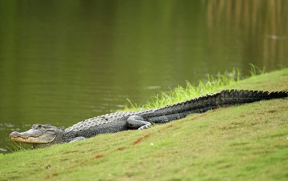 An alligator.