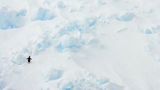 A penguin waddles on drift ice in the Antarctic’s Weddell Sea.