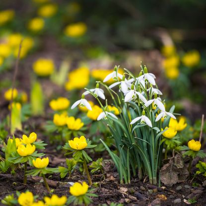 snowdrops and winter aconite in a woodland